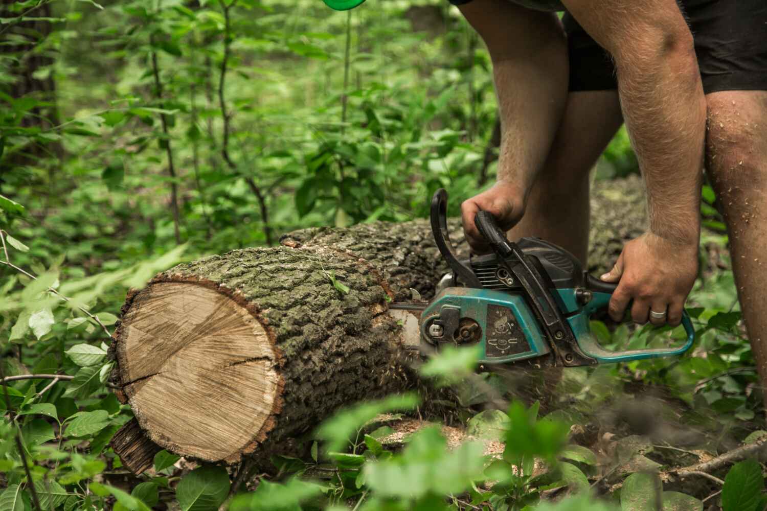 The Steps Involved in Our Tree Care Process in Winter Springs, FL